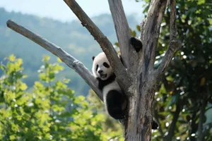 Panda climbing a tree in a lush outdoor setting, showcasing wildlife in nature. jigsaw puzzle