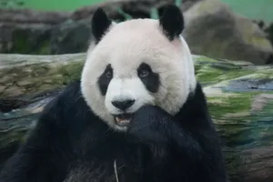 Cute giant panda resting on a log, showcasing its iconic black and white fur. jigsaw puzzle