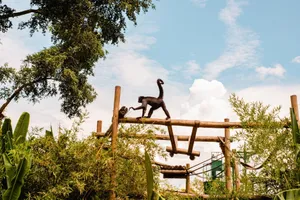Spider monkey gracefully traverses wooden beams amidst lush greenery under a clear blue sky. jigsaw puzzle