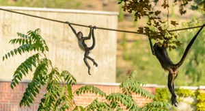 Two spider monkeys playing and hanging on a rope in a zoo habitat with greenery. jigsaw puzzle