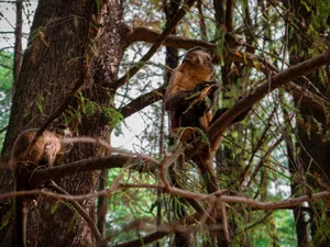 Two Capuchin monkeys perched on tree branches, blending into their forest habitat. jigsaw puzzle