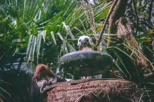 Monkeys interacting in a lush tropical environment, showcasing vibrant jungle life. jigsaw puzzle