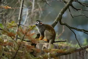 A squirrel monkey perched on a branch in a lush, vibrant tropical jungle setting during the day. jigsaw puzzle