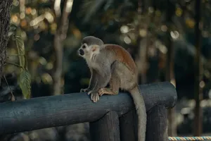 Squirrel monkey resting on a log amidst lush greenery in a Bogotá setting. jigsaw puzzle
