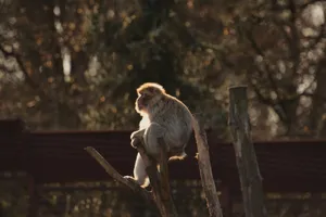 A macaque monkey sitting on a branch, basking in the sun in a tranquil forest setting. jigsaw puzzle