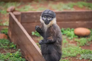 A monkey standing in a natural outdoor habitat with wooden barriers and greenery. jigsaw puzzle