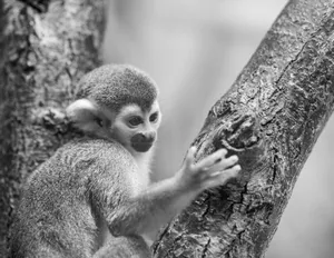 A curious squirrel monkey perched on a tree in a monochrome shot at Vienna Zoo. jigsaw puzzle