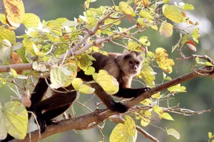 A capuchin monkey perched on a tree branch amidst vibrant green leaves in daylight. jigsaw puzzle