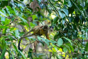 Squirrel monkey perched on a branch in a dense Costa Rican rainforest. jigsaw puzzle