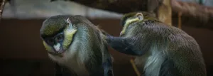A close-up of two Crested Mona monkeys engaging in grooming behavior, showcasing nature's wildlife interactions. jigsaw puzzle