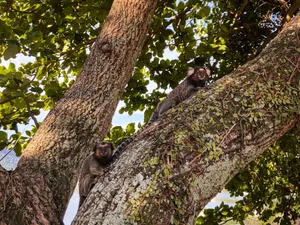 Marmosets exploring a textured tree under sunlit leaves in a vibrant forest setting. jigsaw puzzle