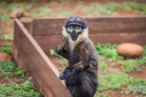 Front view of a guereza monkey showcasing its unique facial features in an outdoor setting. jigsaw puzzle