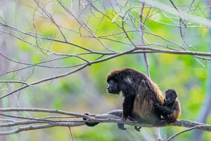 A mother and baby howler monkey perched on a branch in Guanacaste, Costa Rica's lush forest. jigsaw puzzle
