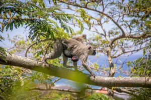 Vervet monkey with infant in a lush tropical tree on a sunny day. jigsaw puzzle
