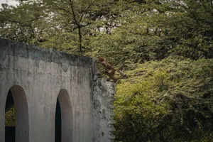 A wild monkey climbing a wall amidst lush greenery in India. jigsaw puzzle