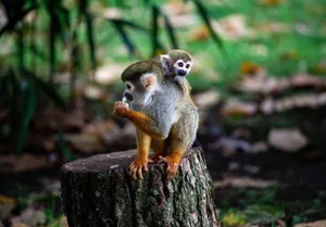 A heartwarming scene of a squirrel monkey with its baby on a tree stump in a natural environment. jigsaw puzzle