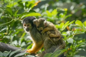 A mother squirrel monkey carrying her baby on a branch surrounded by lush greenery. jigsaw puzzle