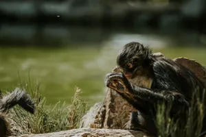 Spider monkey sitting on rocks near water, surrounded by green foliage on a sunny day. jigsaw puzzle