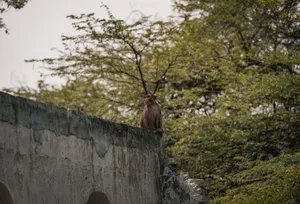A Rhesus macaque perched on a ruined wall amidst lush greenery in India. jigsaw puzzle