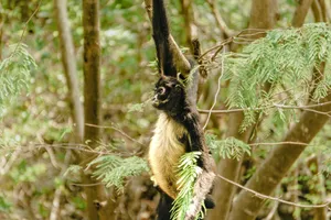 A close-up of a spider monkey hanging from a branch in a lush forest setting. jigsaw puzzle