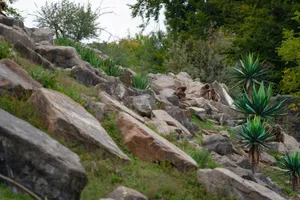 Baboons relaxing on a rocky hillside amidst lush greenery and plants. jigsaw puzzle