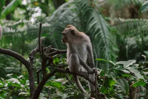 A macaque monkey perched on a tree branch in the dense Indonesian jungle. jigsaw puzzle