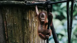 A playful young orangutan climbing ropes on a tree in a lush forest setting. jigsaw puzzle