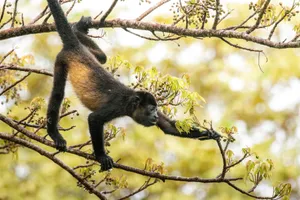 A howler monkey skillfully climbs a tree branch in a lush forest setting, showcasing its natural agility. jigsaw puzzle