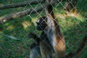 A spider monkey sits behind a wire mesh fence in its zoo enclosure, looking contemplative. jigsaw puzzle
