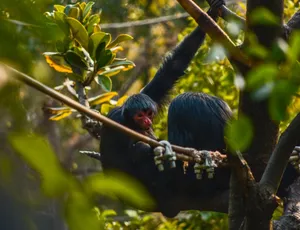 A black bearded saki monkey sitting on a tree branch surrounded by lush green leaves, daytime. jigsaw puzzle