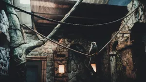 A monkey sitting on a rope inside a rock-walled enclosure, conveying a sense of nature and captivity. jigsaw puzzle