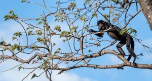 A howler monkey perched on a tree branch in Guanacaste Province, Costa Rica. jigsaw puzzle