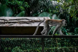 A long-tailed macaque walks gracefully atop a fence in a lush, green environment. jigsaw puzzle