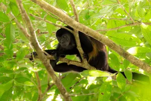 A howler monkey resting on a tree branch surrounded by lush greenery. jigsaw puzzle