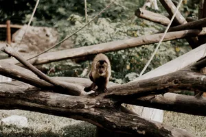 Capuchin monkey exploring wooden logs in a Hungarian wildlife setting. jigsaw puzzle