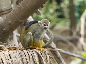 A squirrel monkey perched on a branch in a lush Guangzhou park, displaying its vibrant fur. jigsaw puzzle