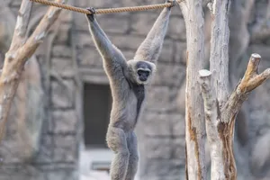 A gibbon hanging effortlessly in a natural habitat at Dubai Zoo. jigsaw puzzle