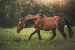 A serene brown horse grazing in a lush green field with a forest background. jigsaw puzzle