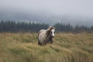 Free-roaming horse in a misty meadow, surrounded by nature and tranquility. jigsaw puzzle