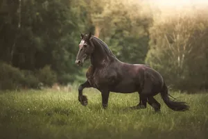 A stunning black horse gracefully moves through a lush green field. jigsaw puzzle