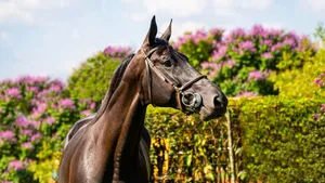 A stunning black horse stands gracefully against a backdrop of vivid greenery. jigsaw puzzle