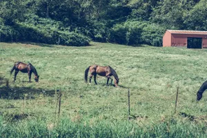 Peaceful scene of horses grazing in a vibrant countryside pasture with a rustic barn. jigsaw puzzle
