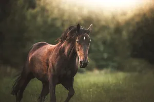Beautiful horse running freely in a green field on a sunny day, showcasing nature's grace and power. jigsaw puzzle