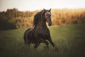 A stunning black horse running freely in a sunlit meadow. jigsaw puzzle