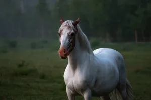 Akhal Teke Turkmen horse breed with brown spots on head standing on grassy lawn in countryside jigsaw puzzle