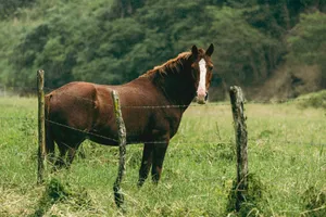 A beautiful brown horse standing in a lush green pasture behind a rustic fence. jigsaw puzzle