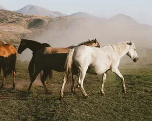 A herd of horses galloping through a dusty grassland with mountains in the background. jigsaw puzzle