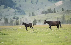 Two horses run freely across a lush green meadow with a mountain backdrop. jigsaw puzzle
