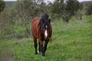 A beautiful horse strolls through a green meadow, exuding grace and tranquility. jigsaw puzzle