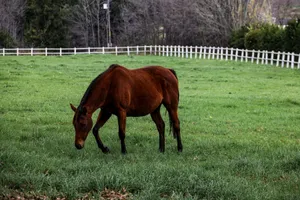 A brown horse grazing peacefully in a lush green pasture under overcast skies. jigsaw puzzle